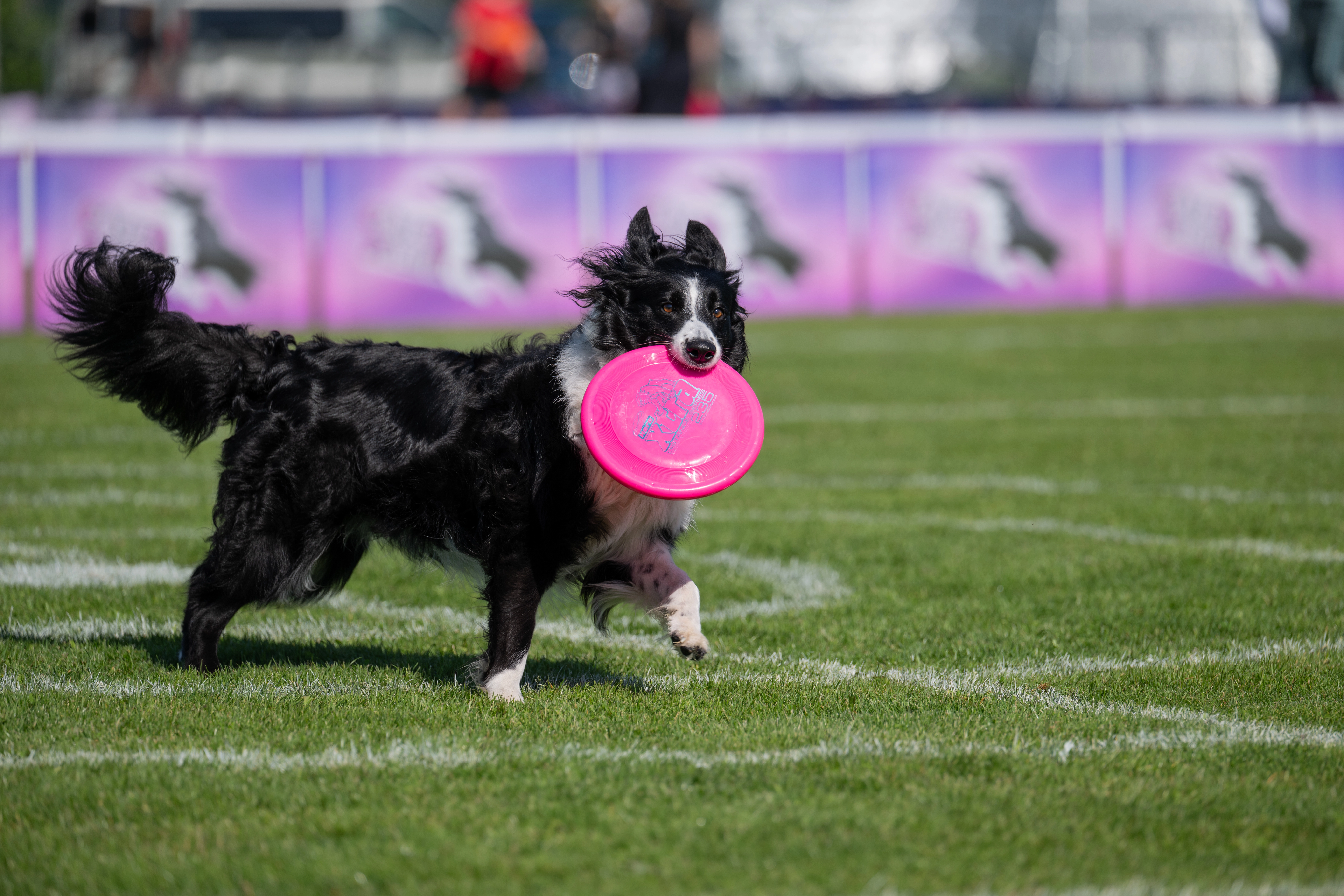 Nesti - dogfrisbee