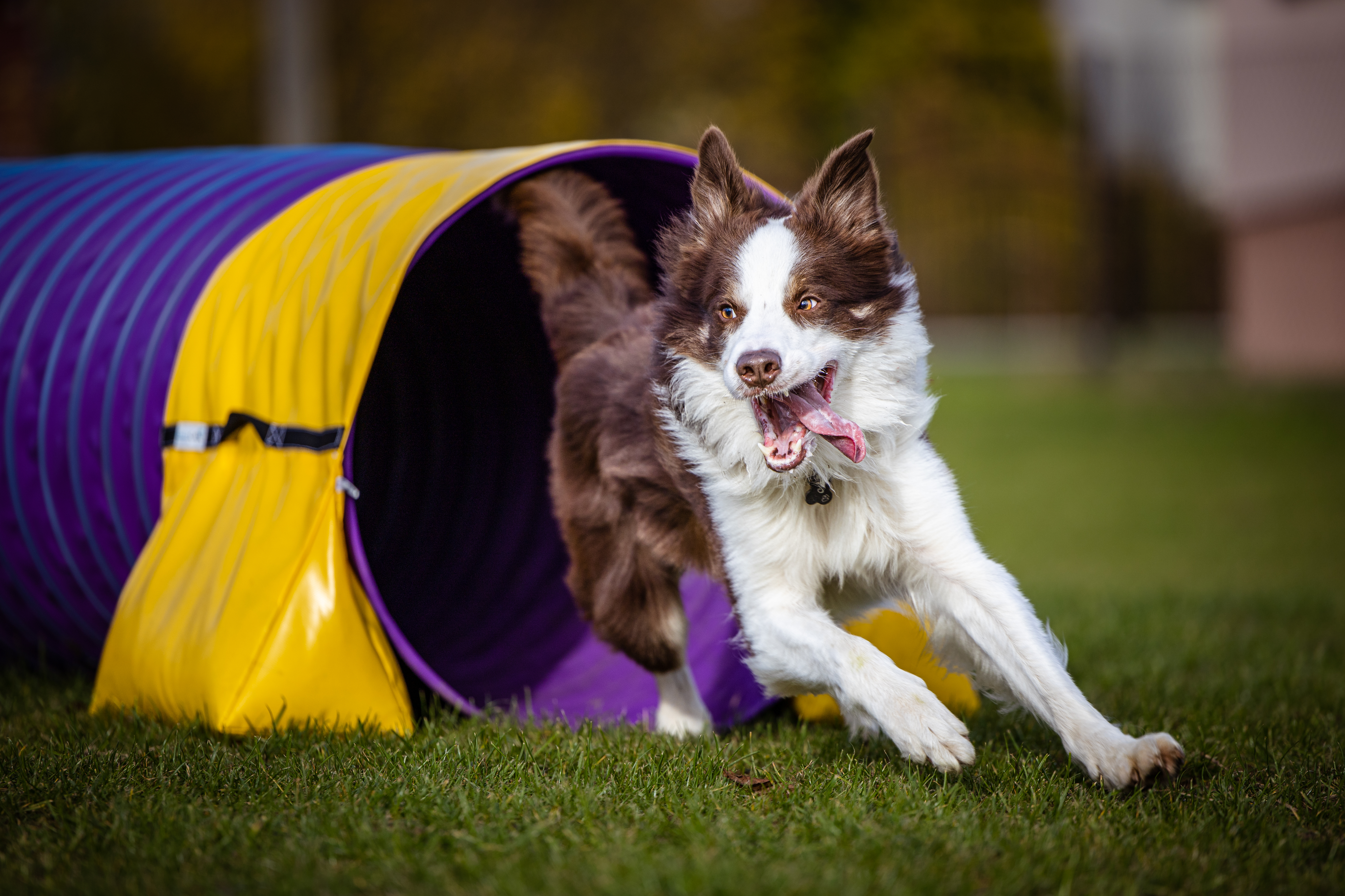 Plac treningowy agility do wynajęcia