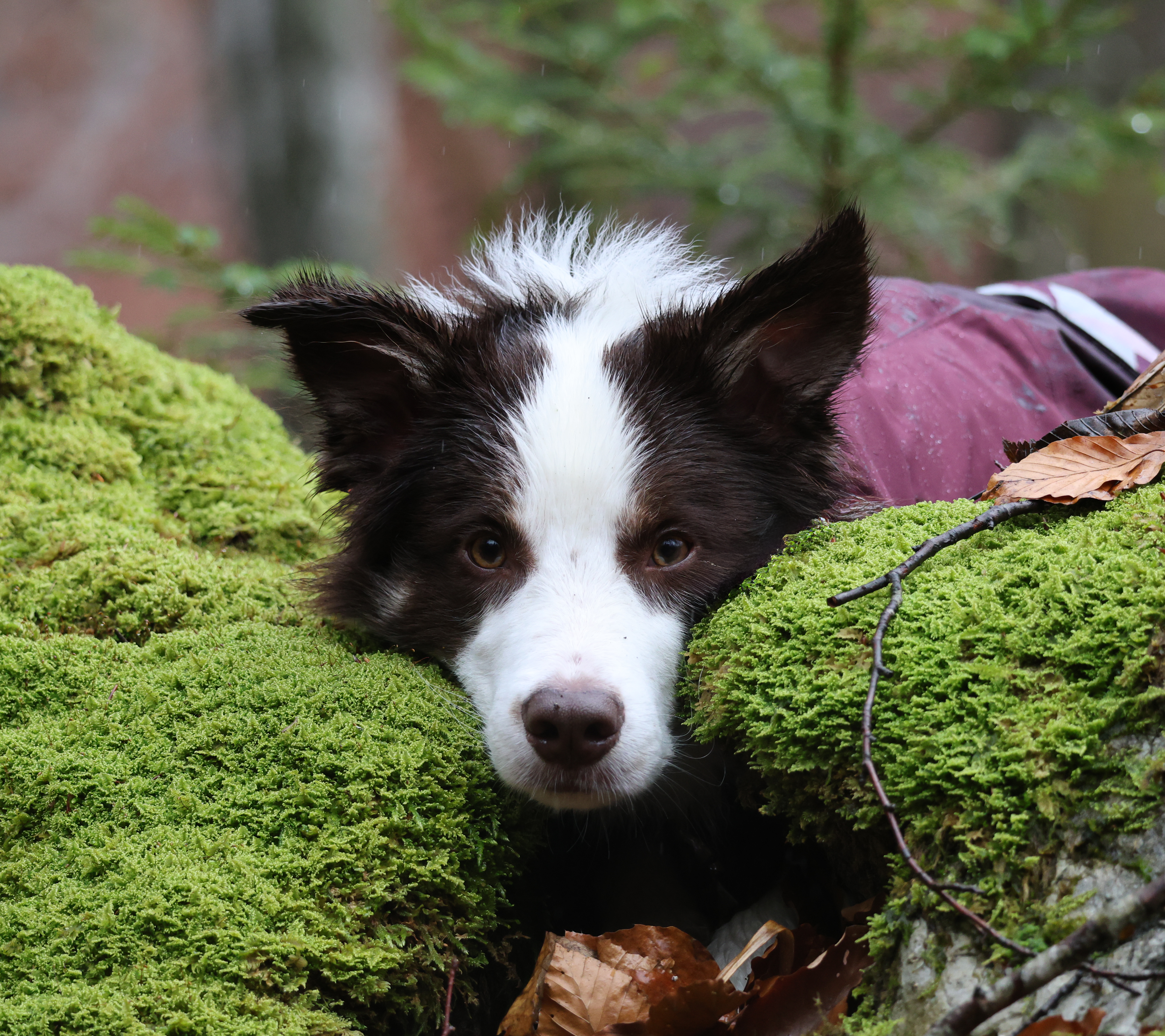Szkolenie psa na świeżym powietrzu