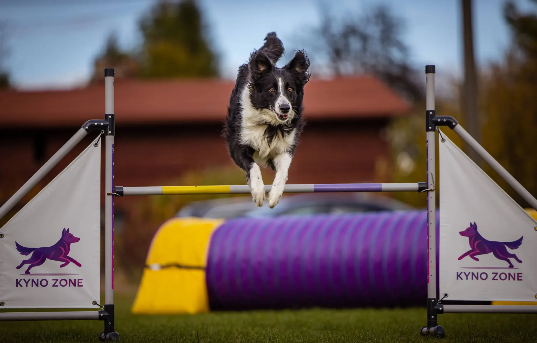 Plac treningowy agility do wynajęcia