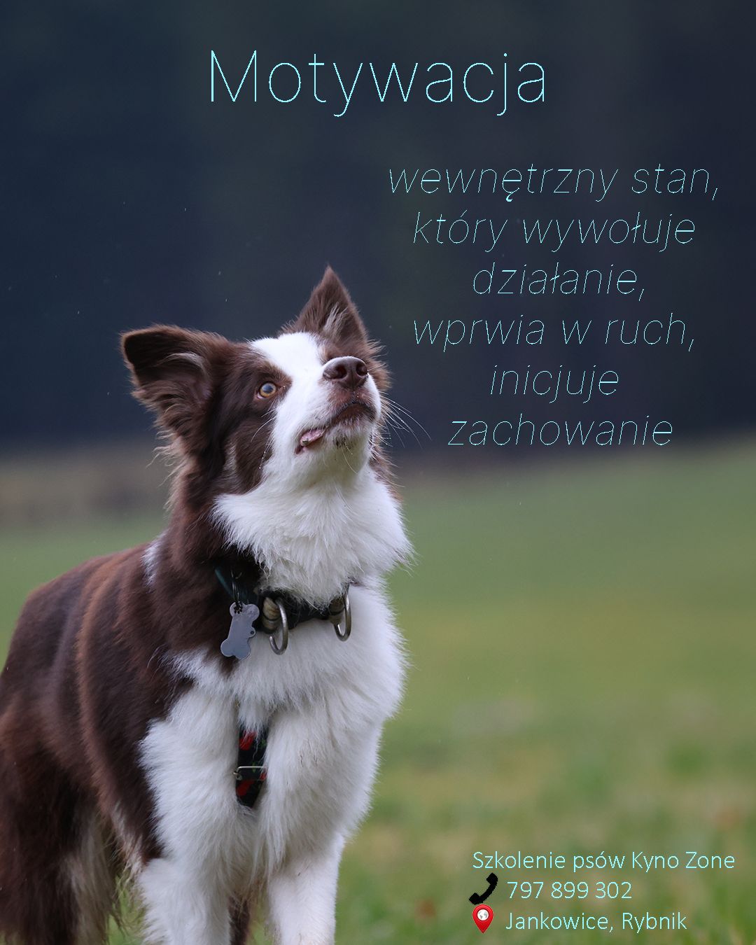 Dog training social media