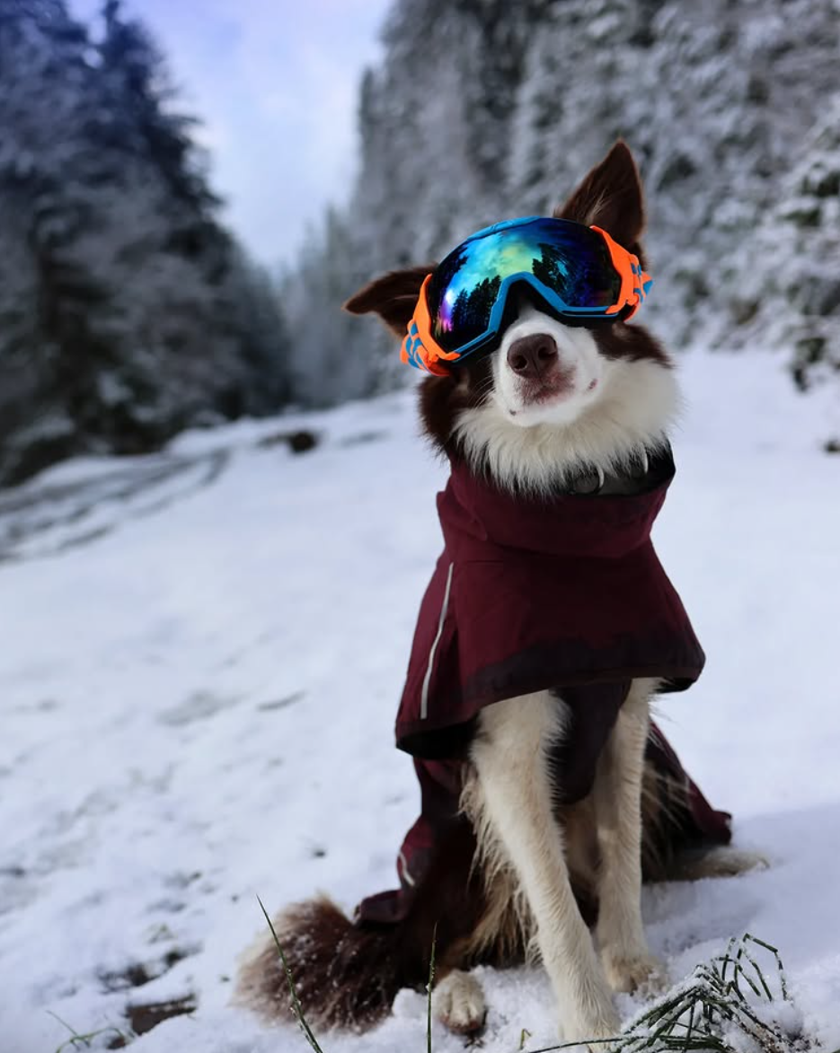 Dog training social media